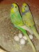 budgerigar bird